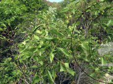 Celtis-planchoniana_плоды